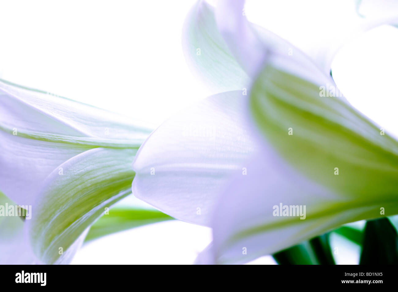 Abstract fiore Pasqua Lilly split tonica colorato colorato Foto Stock