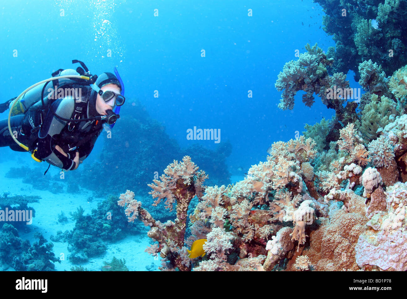 Immersioni subacquee al Dolphin house reef del Mar Rosso nei pressi di Marsa Alam in Egitto Foto Stock