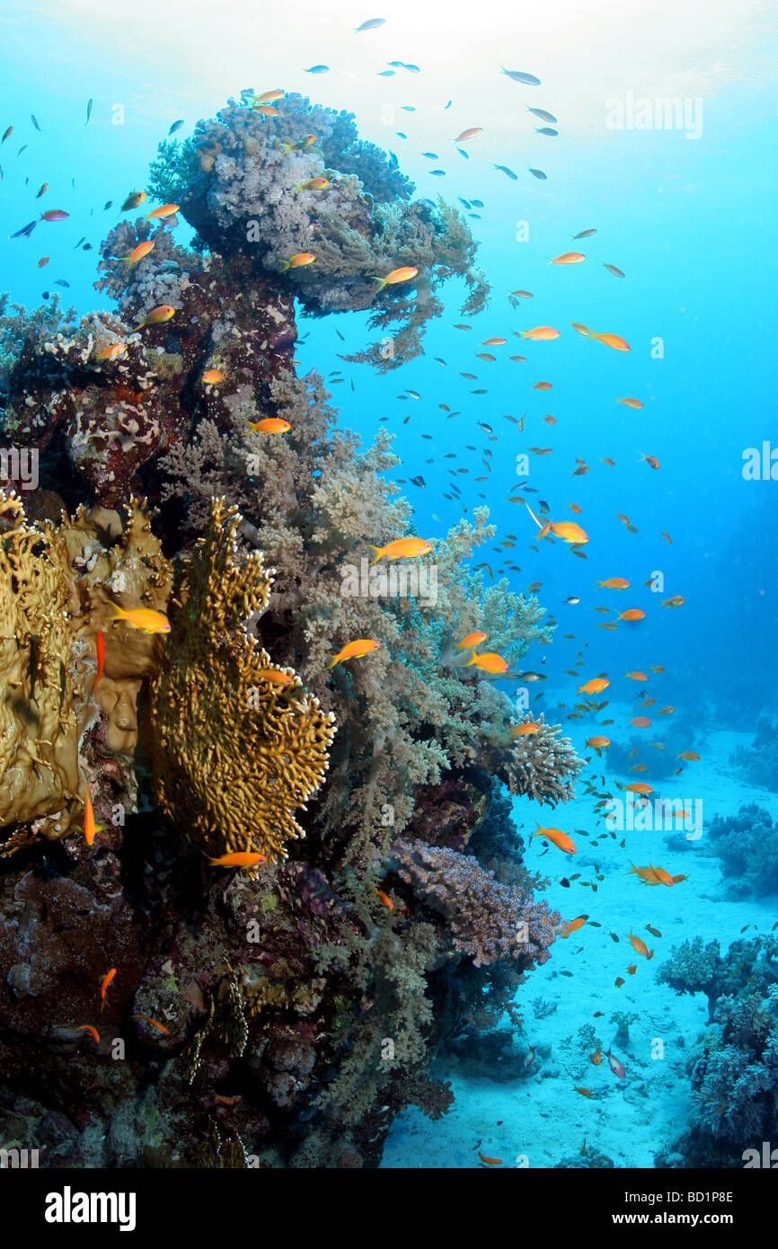 Immersioni subacquee al Dolphin house reef del Mar Rosso nei pressi di Marsa Alam in Egitto Foto Stock