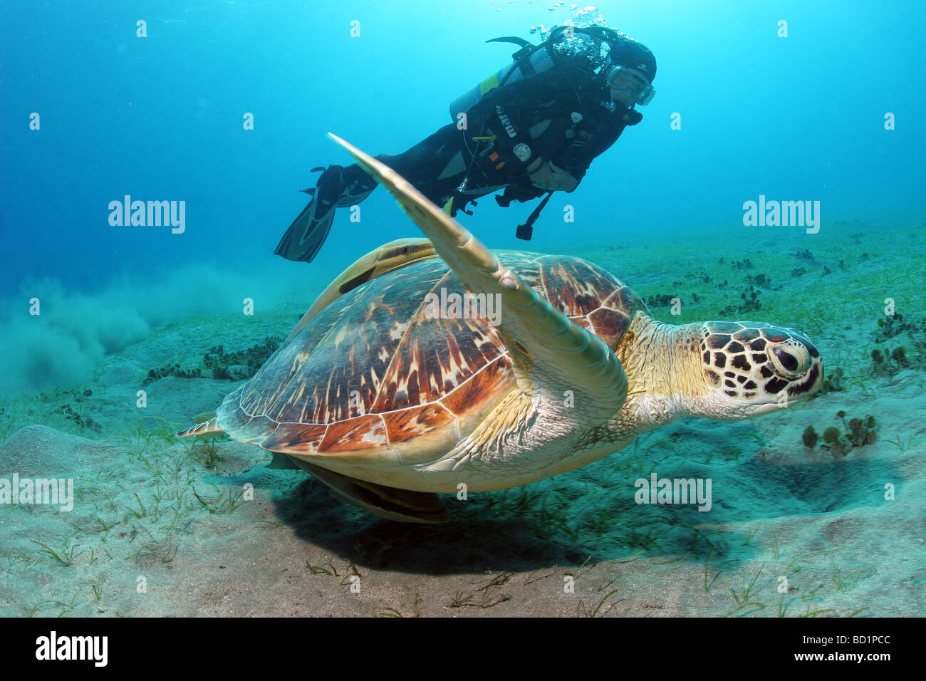 Incontro con una tartaruga embricata mentre le immersioni nel Mar Rosso nei pressi di Marsa Alam in Egitto Foto Stock