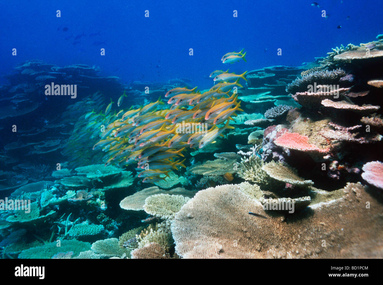 Tonno albacora goatfish Mulloidchthys vanicolensis piccola scuola sulla barriera corallina con tavolo coralli della Grande Barriera Corallina Australila Foto Stock