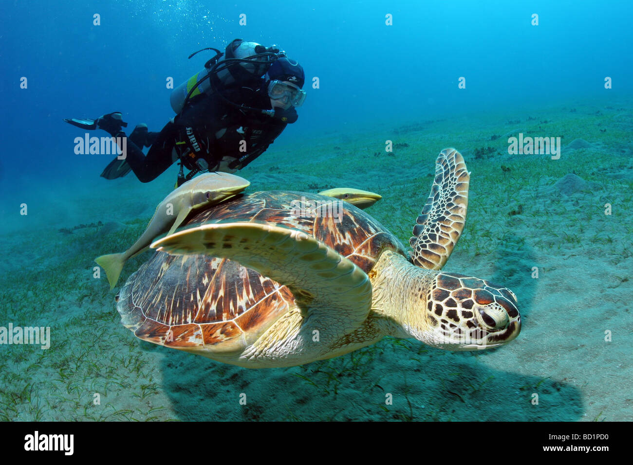 Incontro con una tartaruga embricata mentre le immersioni nel Mar Rosso nei pressi di Marsa Alam in Egitto Foto Stock