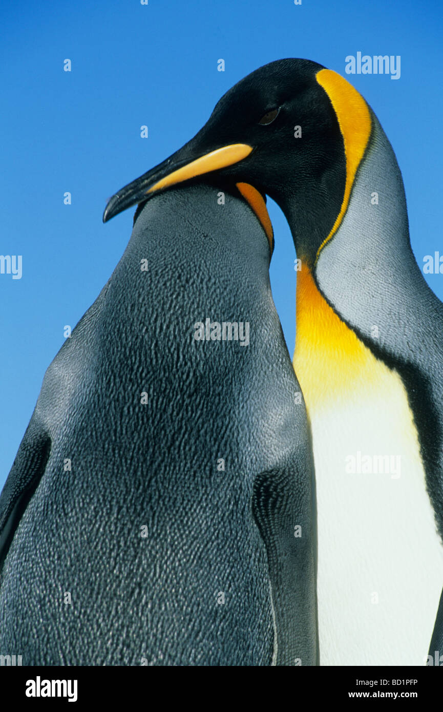 Re pinguini (Aptenodytes patagonicus) corteggiamento, Volunteer Point, Isole Falkland Foto Stock
