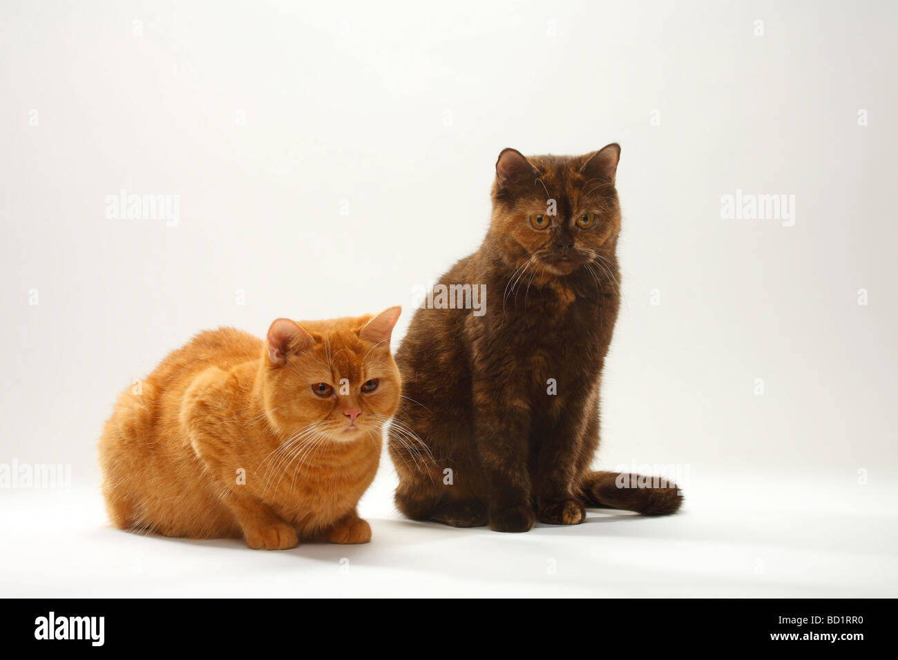 British Shorthair Cat rosso fisso e tortie di cioccolato Foto Stock British Shorthair Cat rosso fisso e tortie di cioccolato Foto Stock