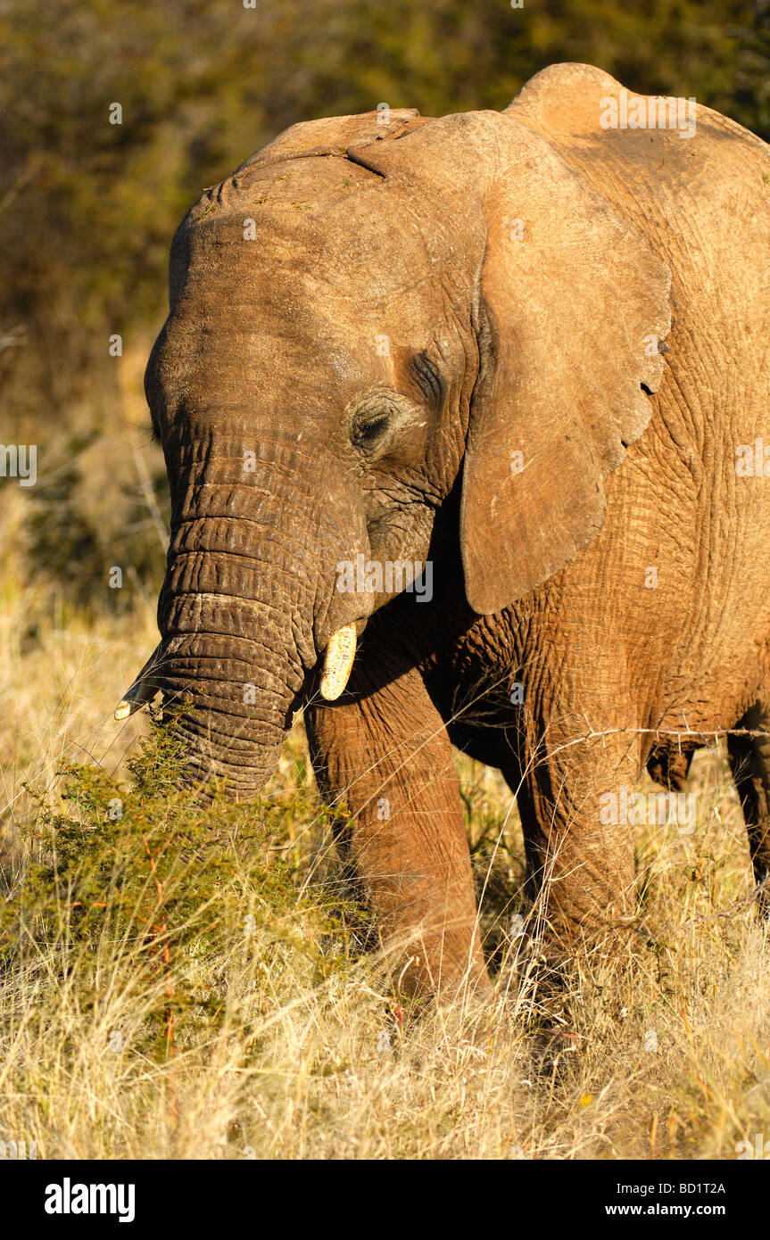 Elefante africano alimentazione su un green thorn bush, Madikwe Game Reserve, Sud Africa Foto Stock