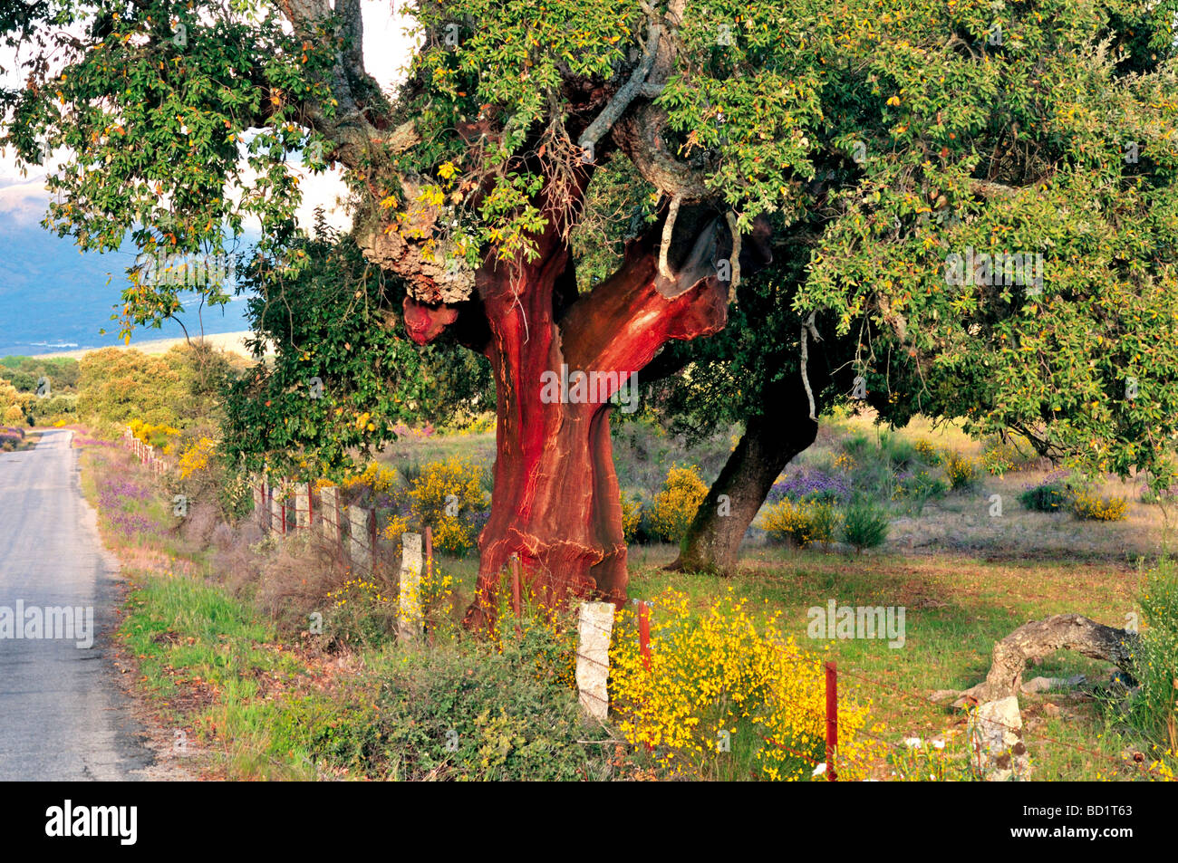 Spagna Estremadura: Pelate querce da sughero in Dehesas della provincia di Cáceres Foto Stock