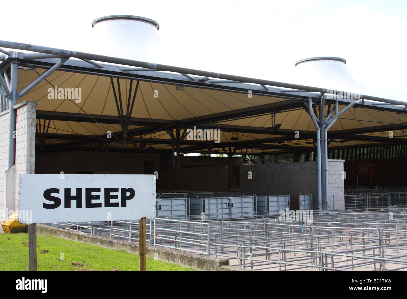 Le penne di pecora al mercato del bestiame in una città del Regno Unito. Foto Stock