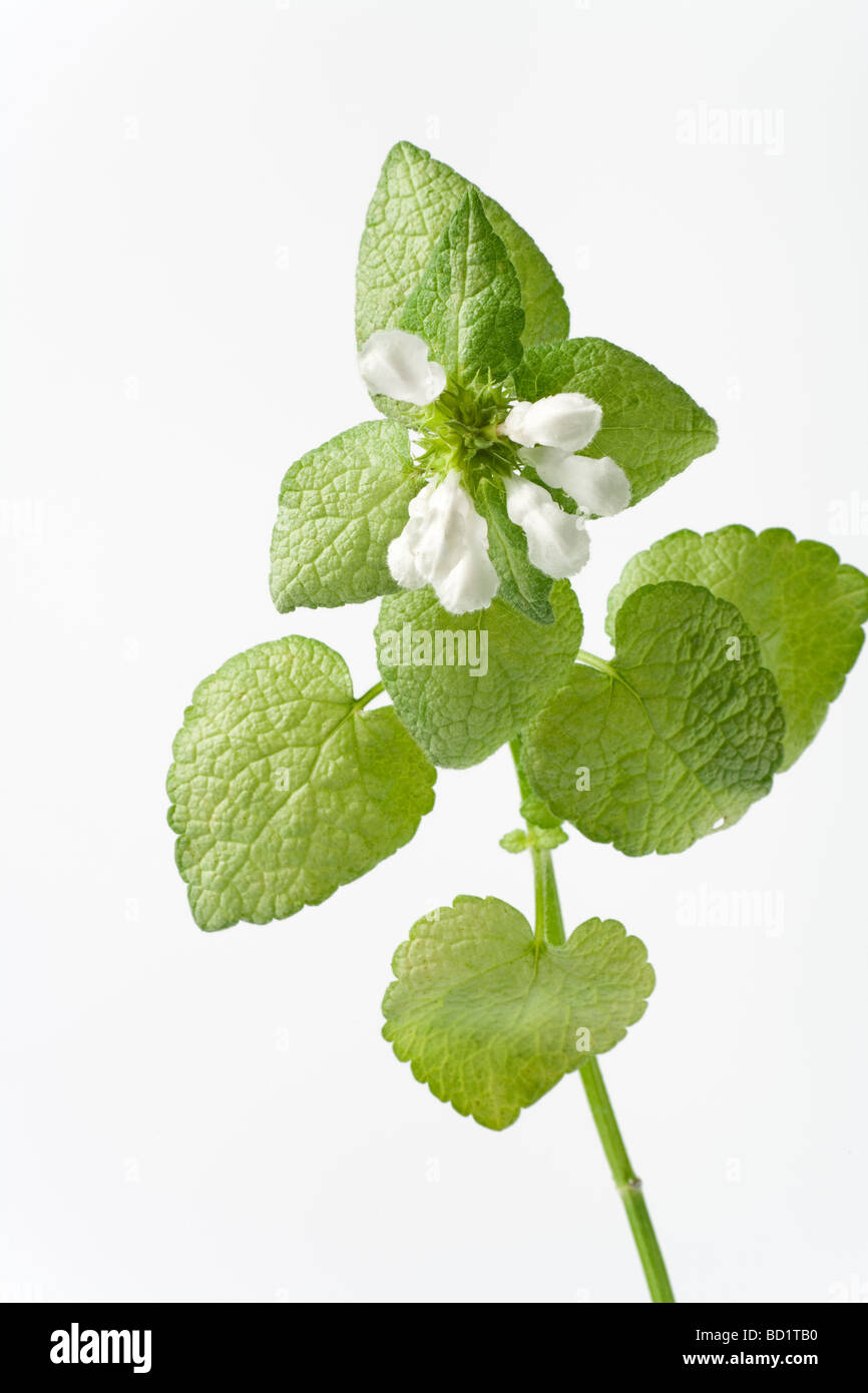 Lanium maculatum Spotted Dead ortica tagliare Foto Stock