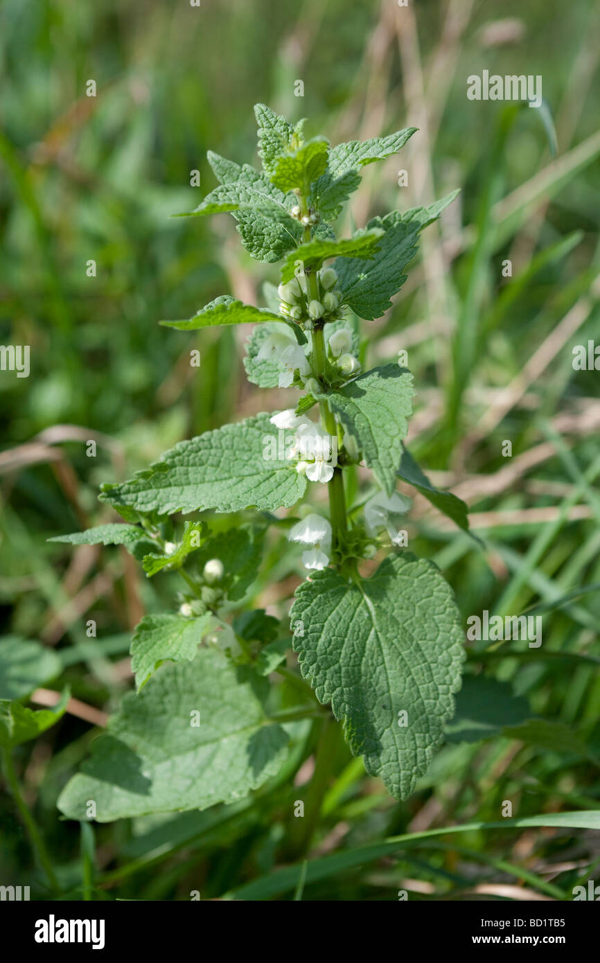 Lanium maculatum Spotted Dead ortica Foto Stock