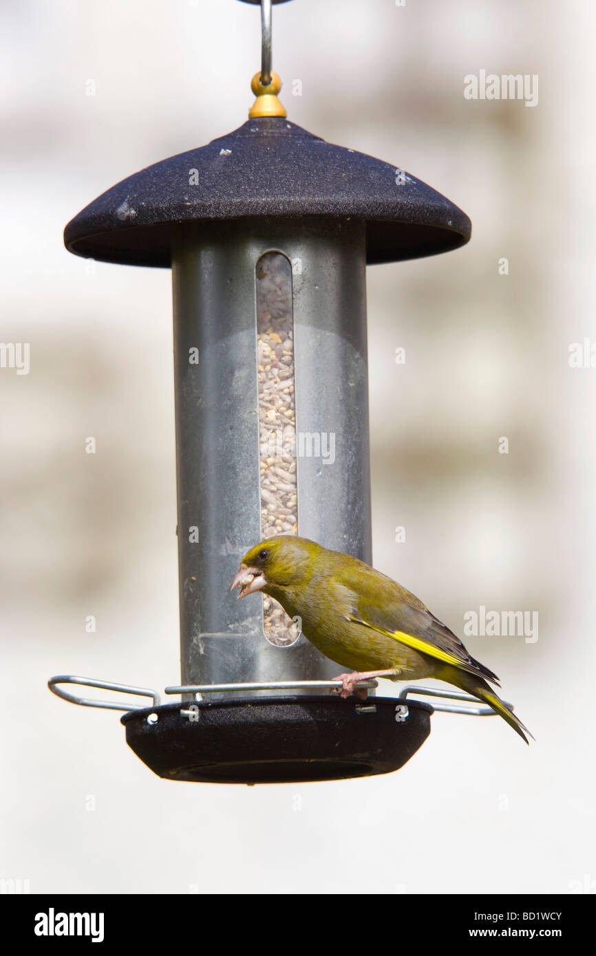 Verdone Carduelis chloris su alimentatore di sementi Foto Stock