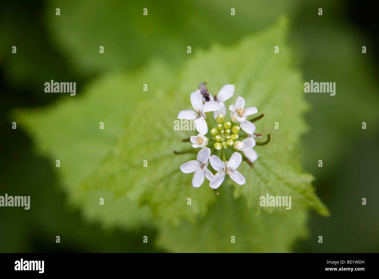 Aglio senape Alliaria petiolata con insetto sul fiore Foto Stock