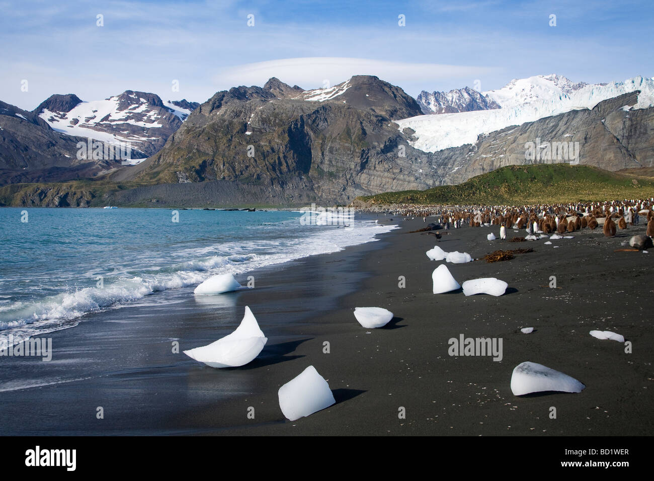 King penguins Aptenodytes patagonicus e blocchi di ghiaccio la linea della spiaggia di Porto Oro Georgia del Sud Antartide Foto Stock