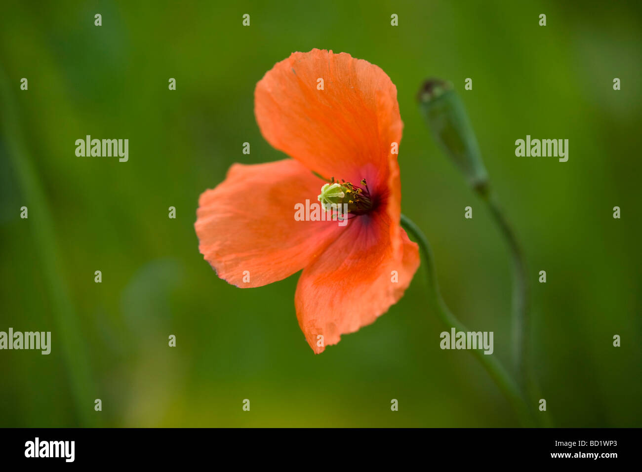 Testa lungo il papavero Papaver dubium Foto Stock