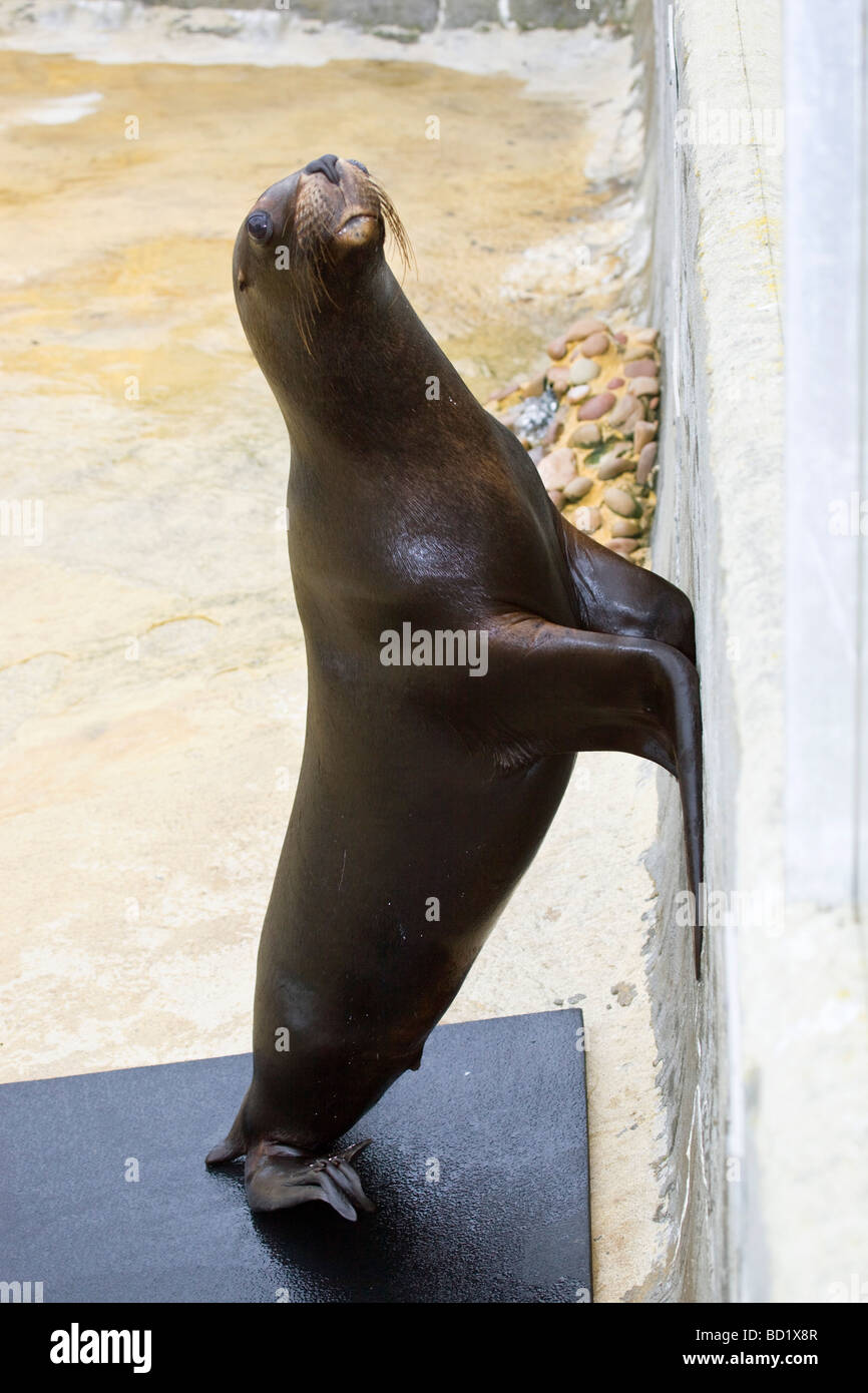 Sea Lion animale in cattività a livello nazionale il santuario di tenuta Foto Stock