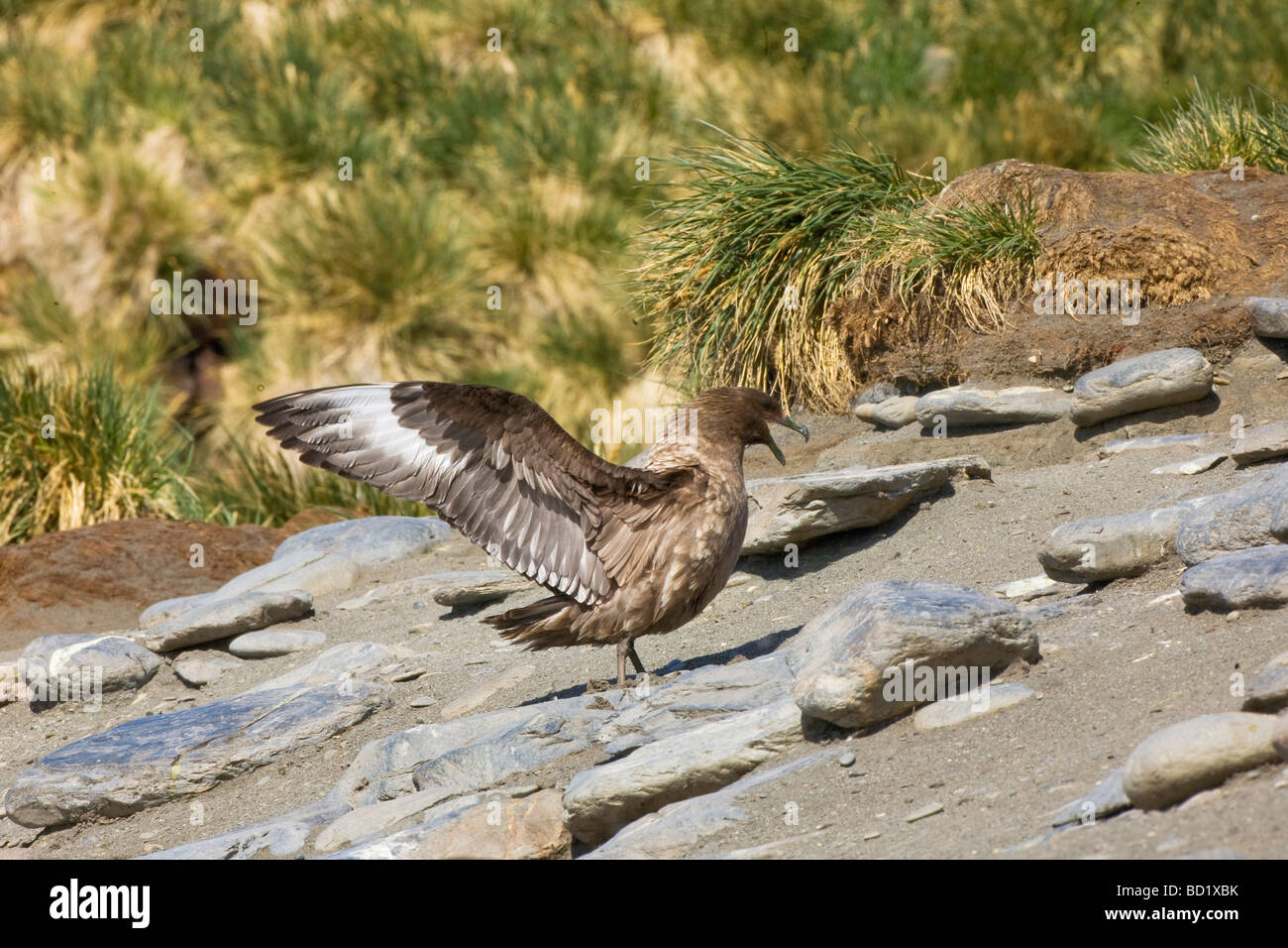 Antartico Catharacta Skua antartide mostra ala bianca patch sulla spiaggia di Porto Oro Georgia del Sud Antartide Foto Stock