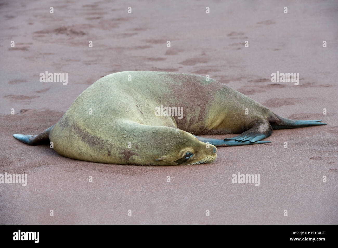 Le Galapagos Sea Lion (Zalophus wollebaeki) red beach Rabida Galapagos Oceano Pacifico Sud America possono Foto Stock