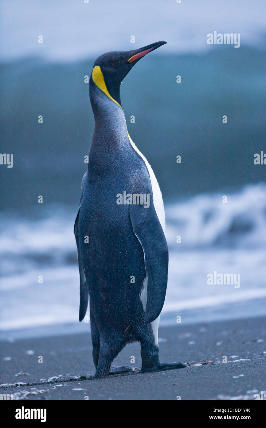 Re Penguin Aptenodytes patagonicus Porto Oro Georgia del Sud Antartide Foto Stock