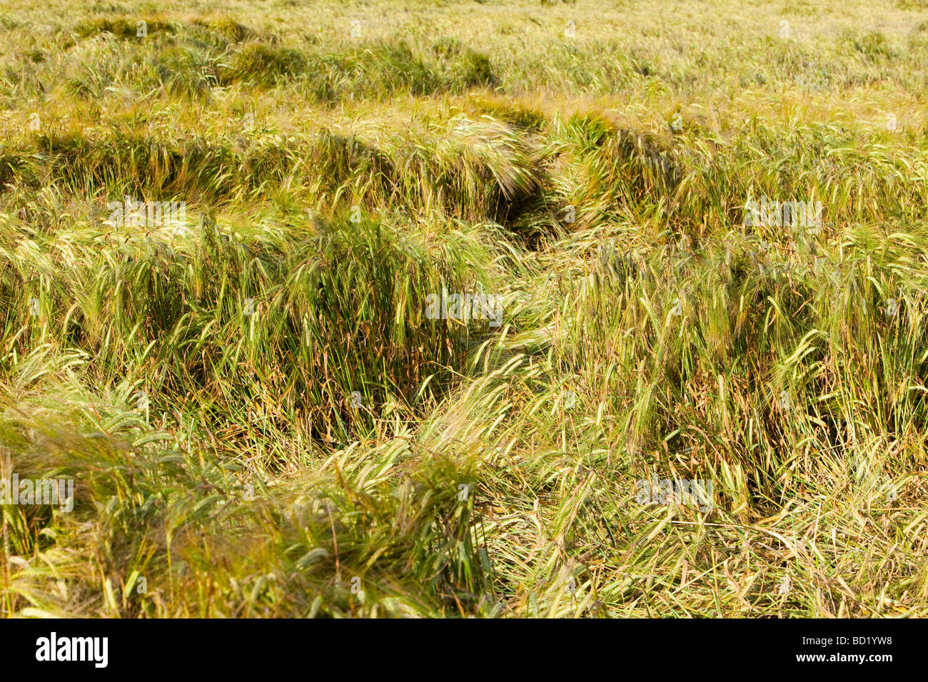 Un campo di orzo martoriata da pioggia e forte vento Foto Stock