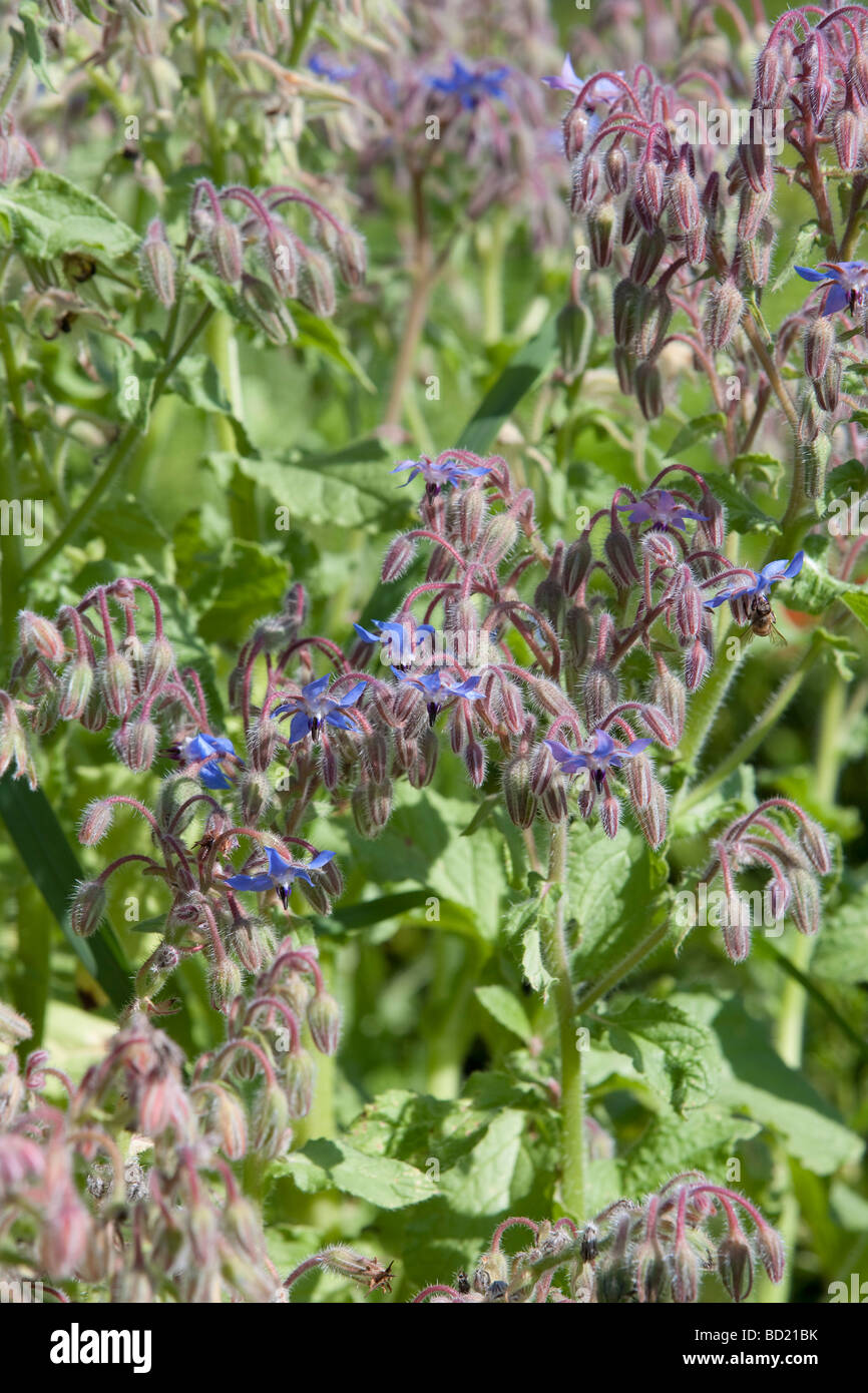 Borragine officinalis borragine comune Foto Stock