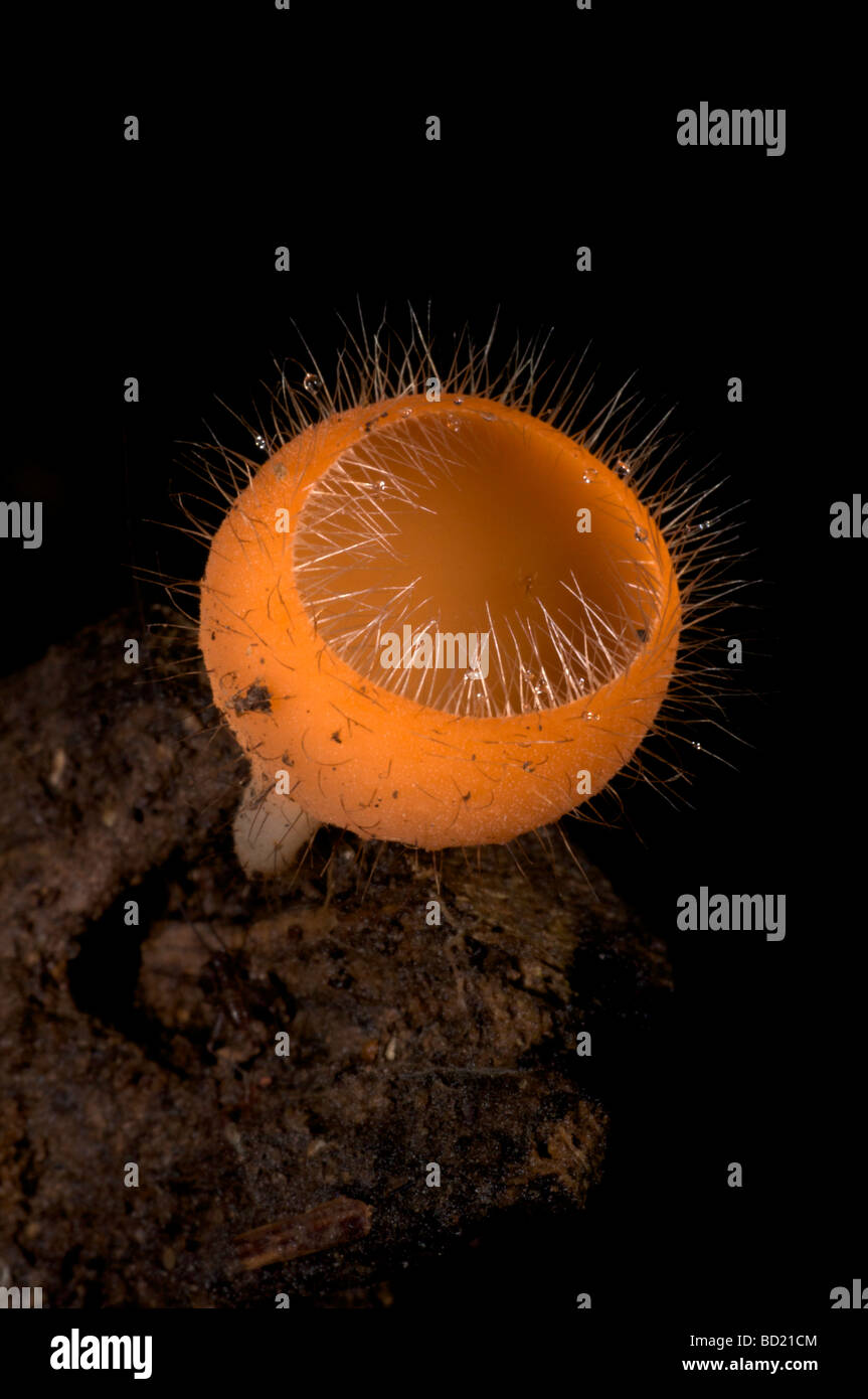 Tazza di funghi o fungo di Coppa Cookeina tricholoma nel Parco Nazionale di Khao Yai Thailandia Foto Stock