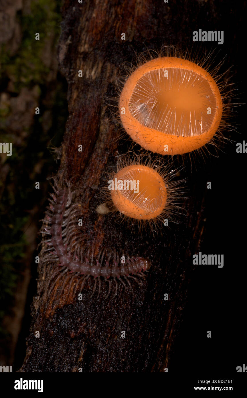 Tazza di funghi o fungo di Coppa Cookeina tricholoma e una foresta millepiedi diplopoda nel Parco Nazionale di Khao Yai Thailandia Foto Stock