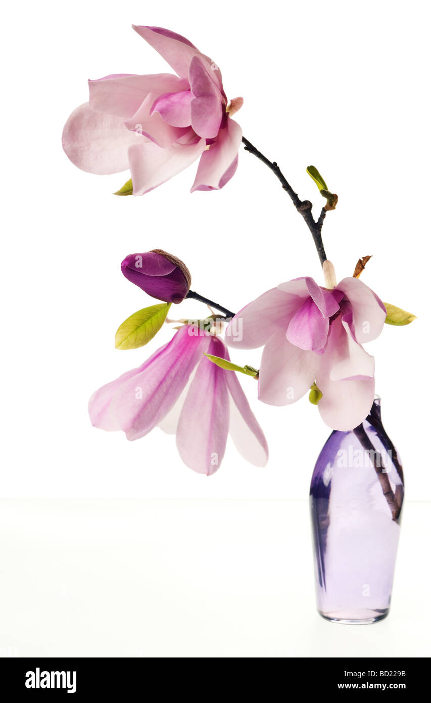 Magnolia Jane fiorisce in rosa e bianco Foto Stock