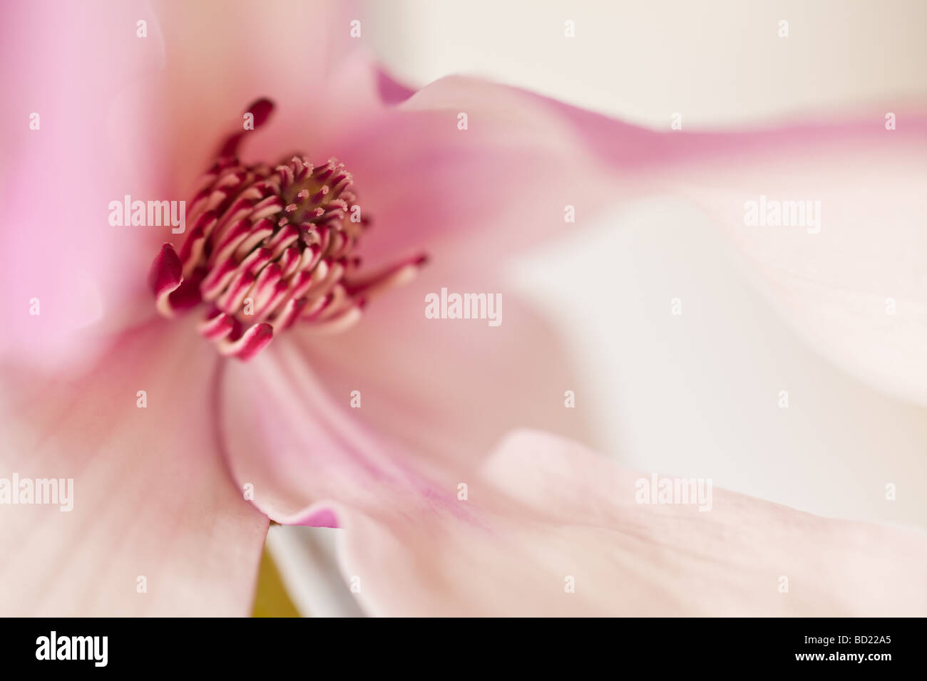 Magnolia Jane Blossom in rosa e tinte di colore bianco Foto Stock