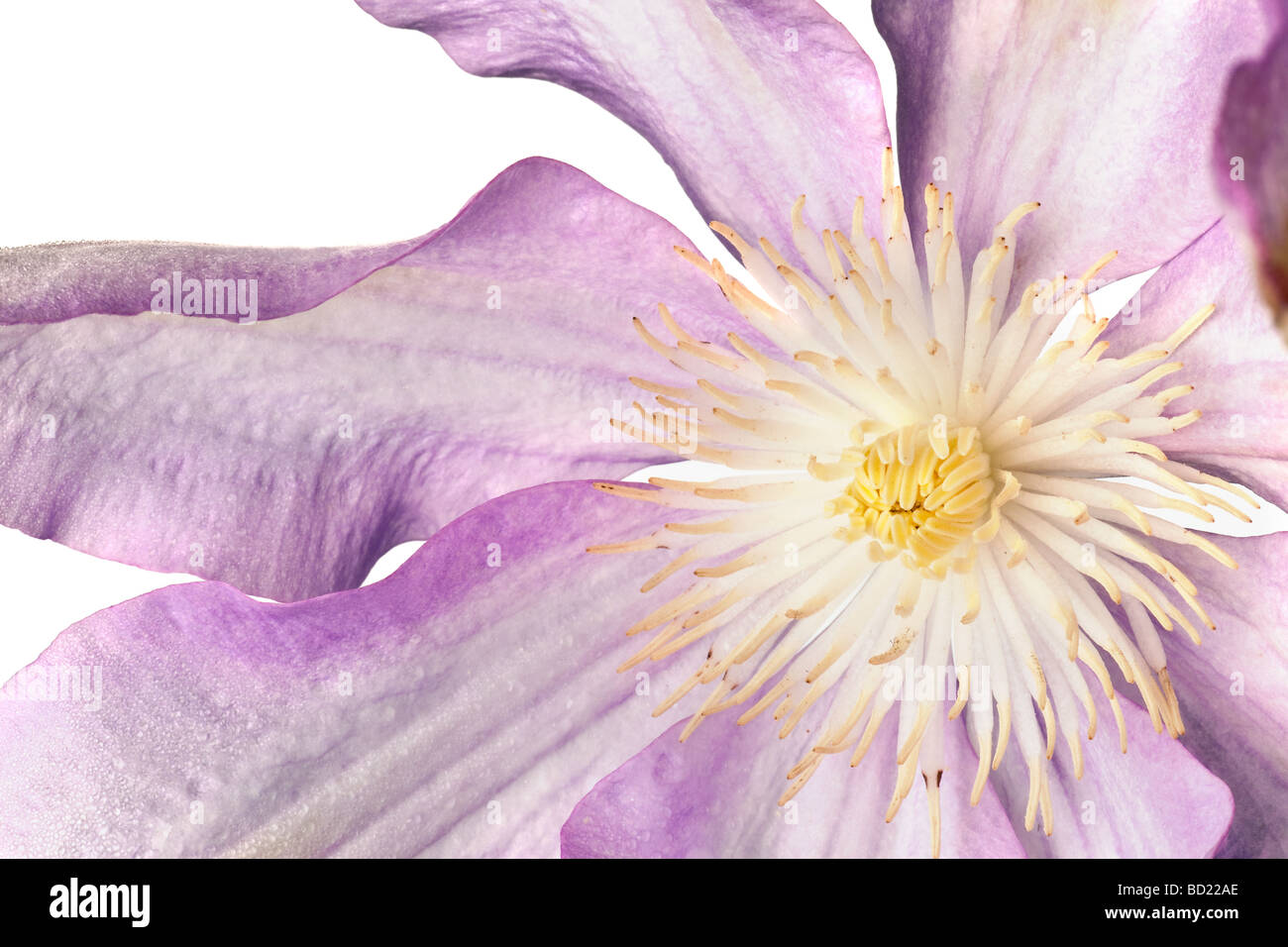La clematide blossom isolato su uno sfondo bianco Foto Stock