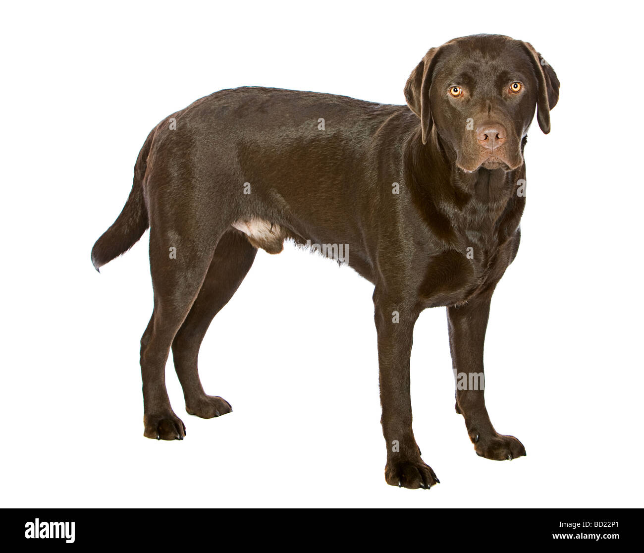 Corpo pieno colpo di un giovane cioccolato Labrador isolato su bianco Foto  stock - Alamy