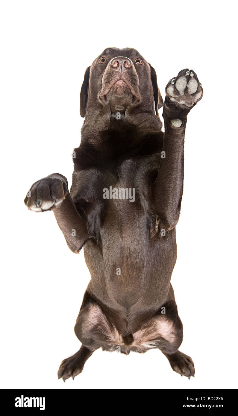 Colpo isolato di un cioccolato Labrador con entrambe le zampe in aria Foto Stock