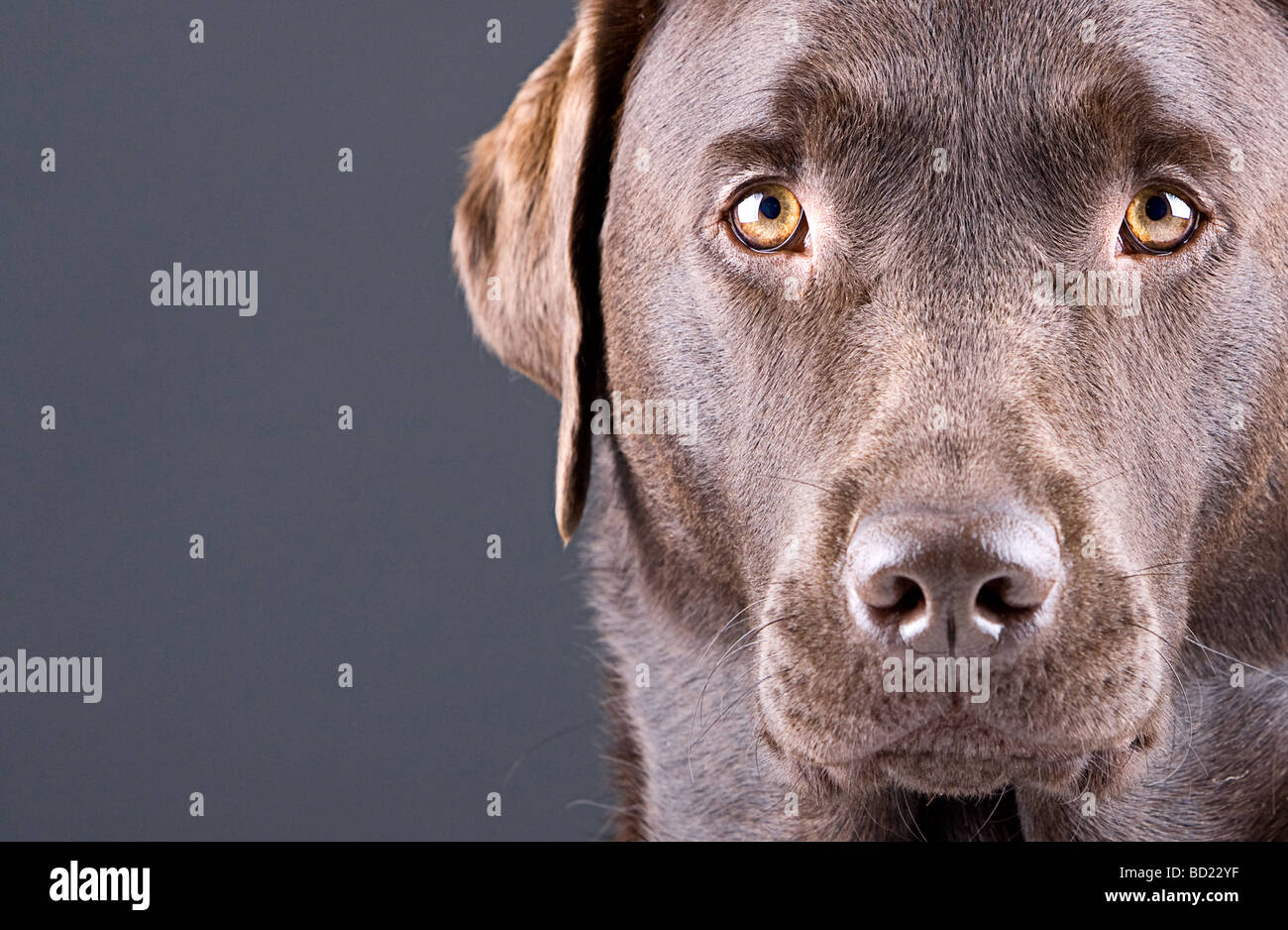 Immagine ravvicinata di un incredibile cioccolato Labrador contro grigio Sfondo Copyspace Foto Stock