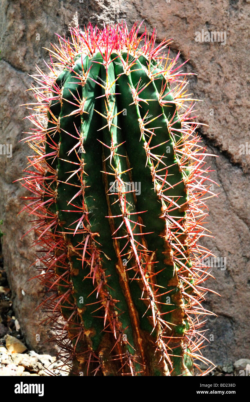 Barrel cactus Ferocactus pilosus Foto Stock