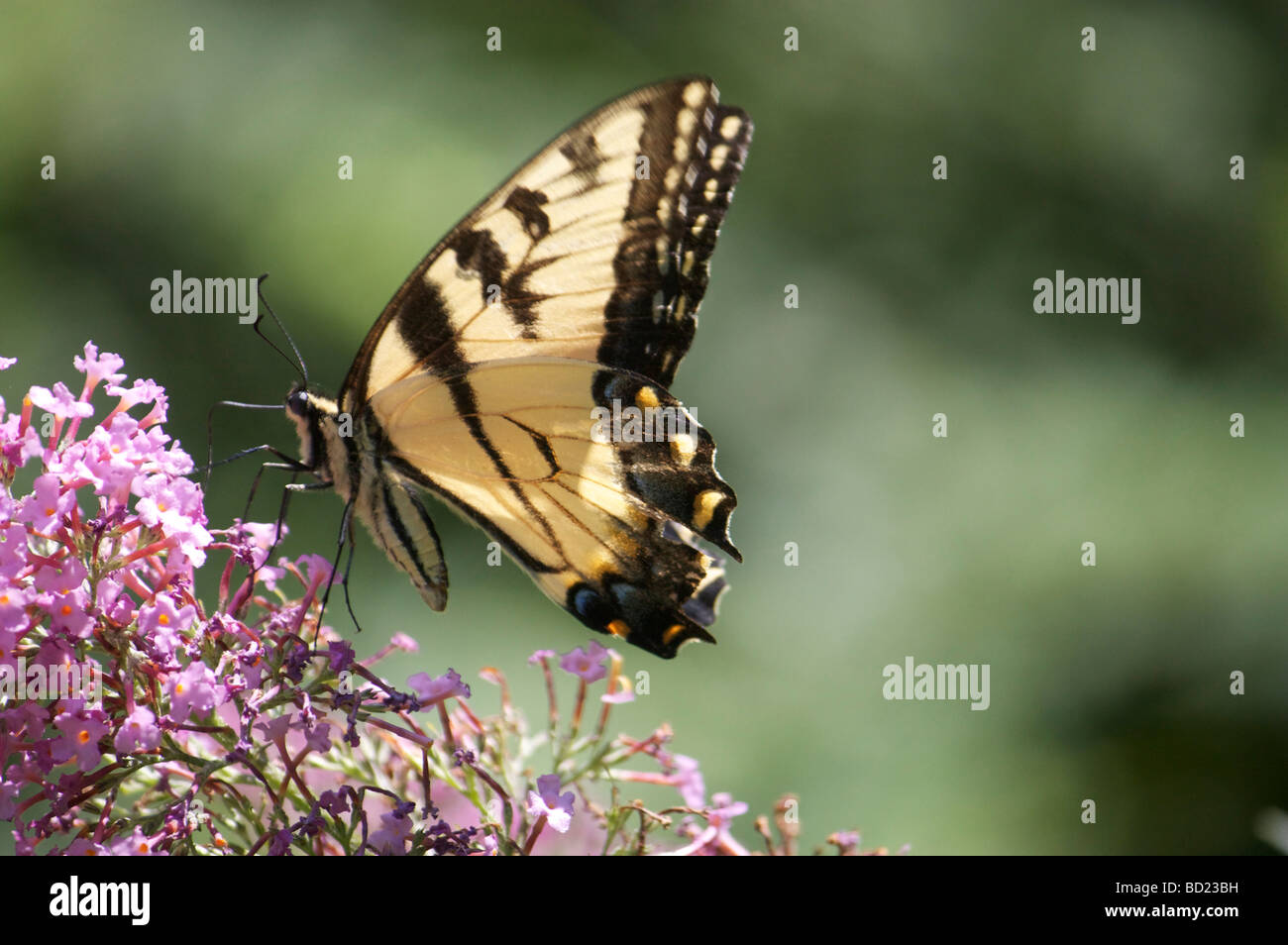 Tigre orientale coda forcuta farfalla sulla boccola a farfalla Foto Stock