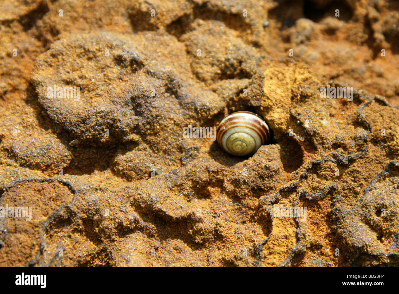 Grove lumaca, marrone-lumaca a labbro o scuro con labbro di hedge-lumaca, Cepaea nemoralis Helicidae, Gastropoda, Mollusca Foto Stock