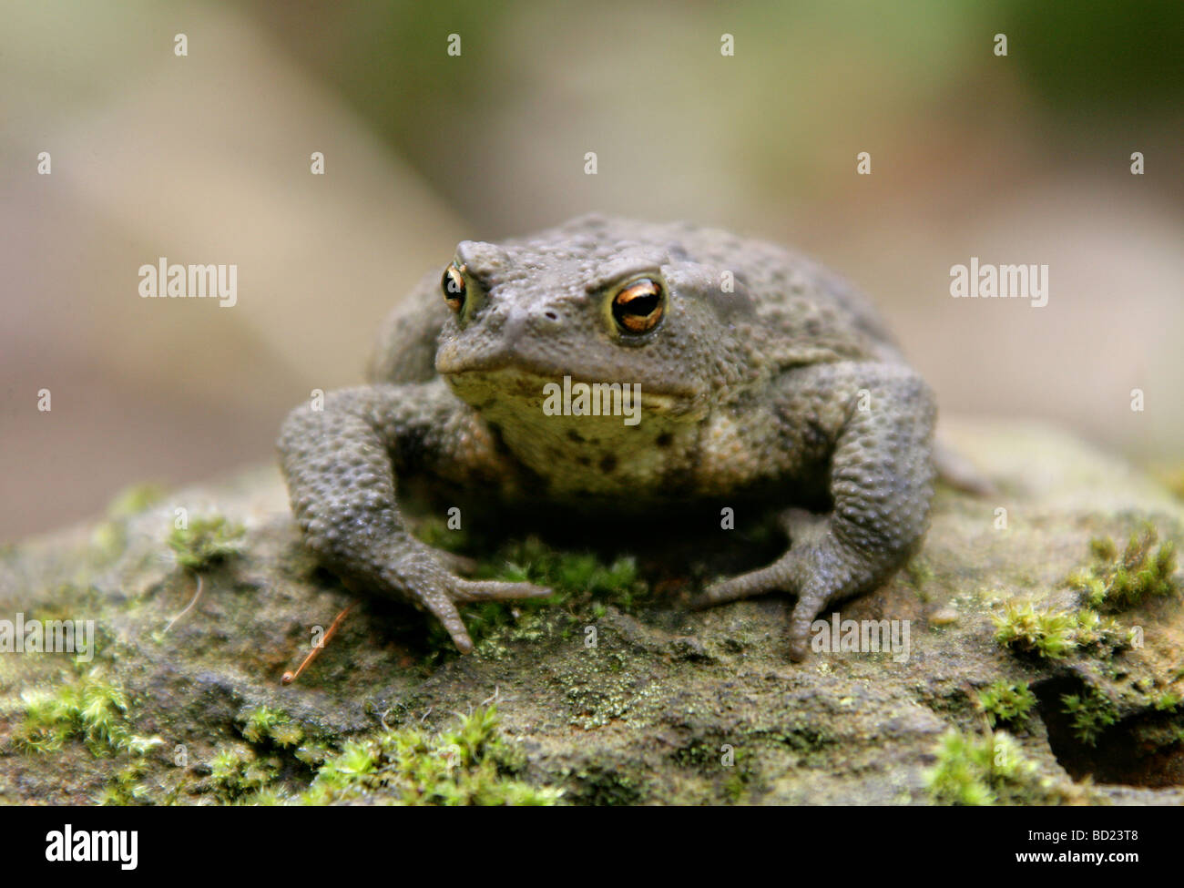 Toad europeo o comune, Bufo bufo, Bufonidae. REGNO UNITO Foto Stock