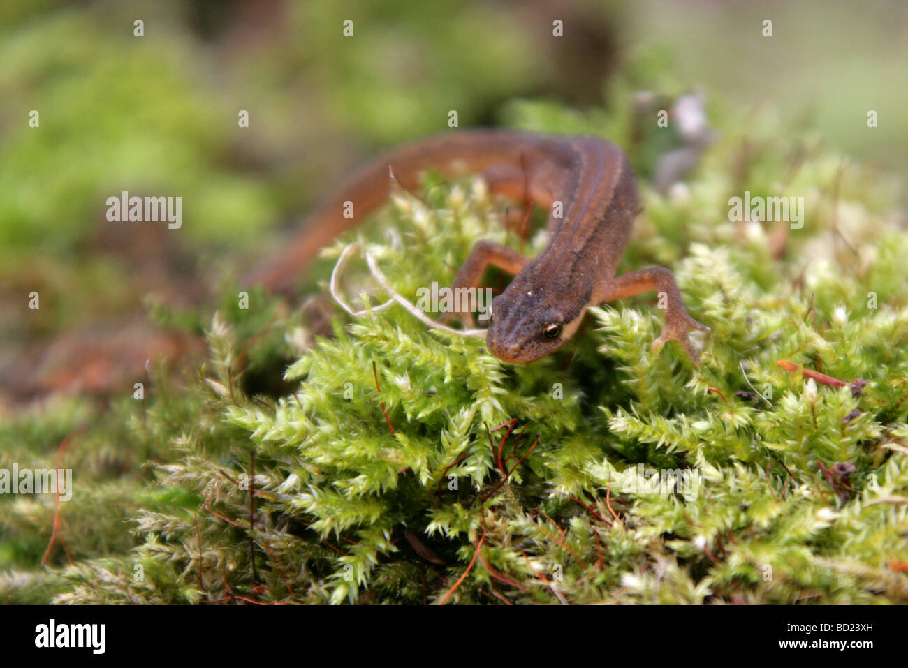 Newt liscia o tritone comune, Lissotriton vulgaris precedentemente Triturus vulgaris vulgaris, Salamandridae. Foto Stock