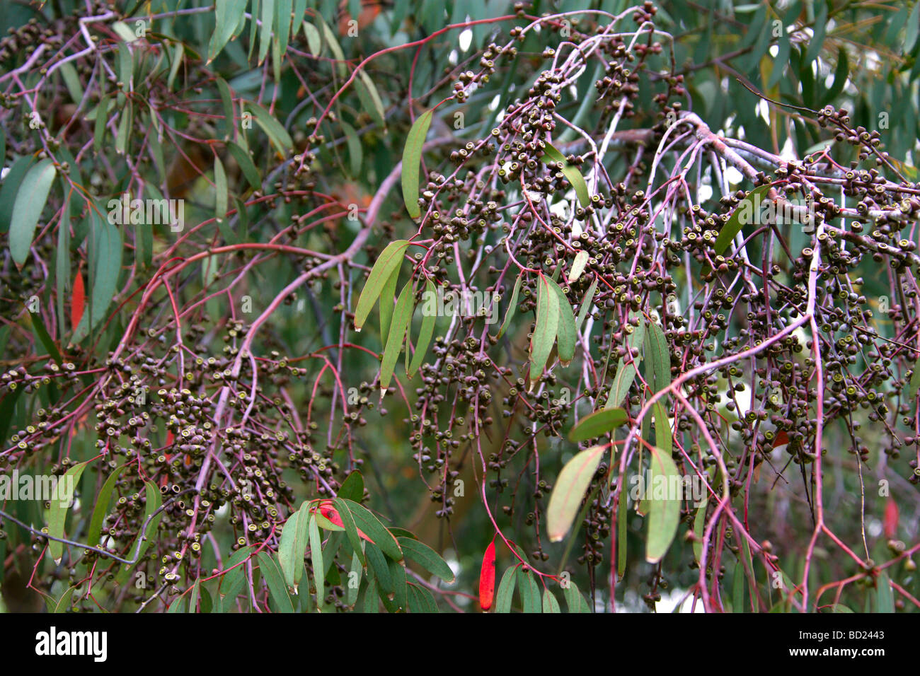 La filatura Gum Tree, Eucalyptus perriniana, Myrtaceae, Victoria, Australia Foto Stock