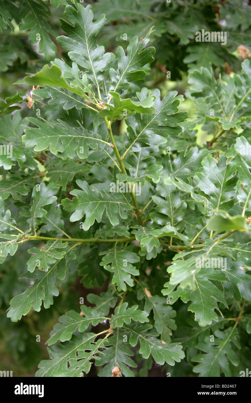 Kasnak Quercia foglie, Quercus vulcanica, Fagaceae, Asia sudoccidentale Foto Stock