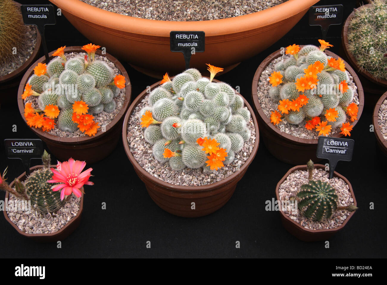 Cactus sul display a RHS Tatton Park show Foto Stock