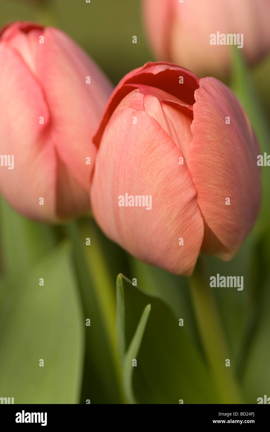 Close up della chiusura di un rosso tulipano. Foto Stock