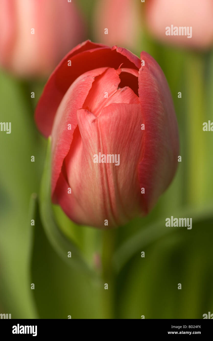 Close up della chiusura di un rosso tulipano. Foto Stock