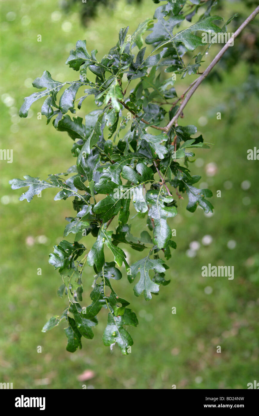 Valle di quercia o Californian White Oak Tree foglie, Quercus lobata, Fagaceae, California, USA, America del Nord Foto Stock