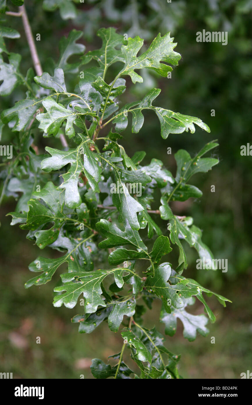 Valle di quercia o Californian White Oak Tree foglie, Quercus lobata, Fagaceae, California, USA, America del Nord Foto Stock