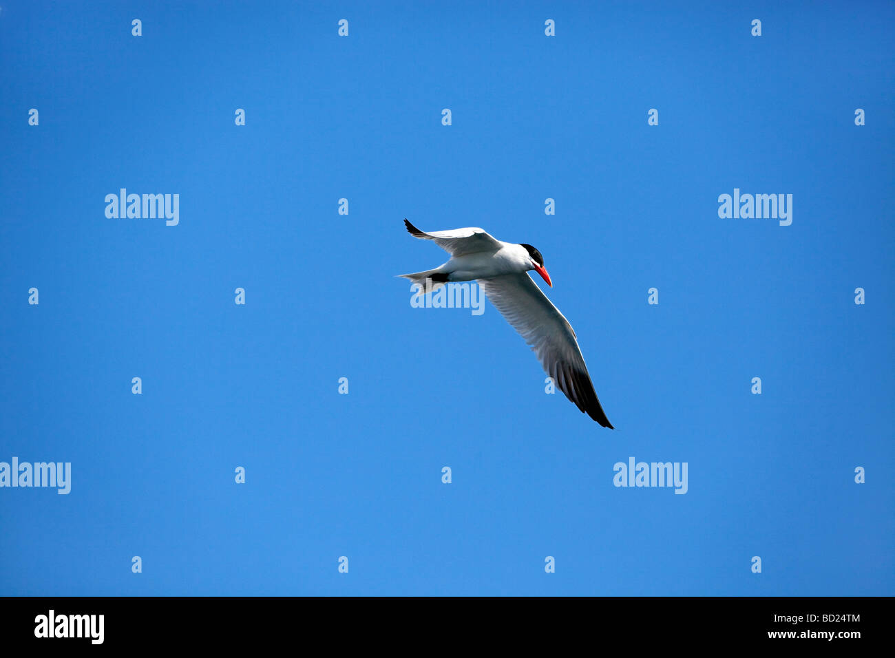 Caspian Tern (sterna caspia) in volo Foto Stock