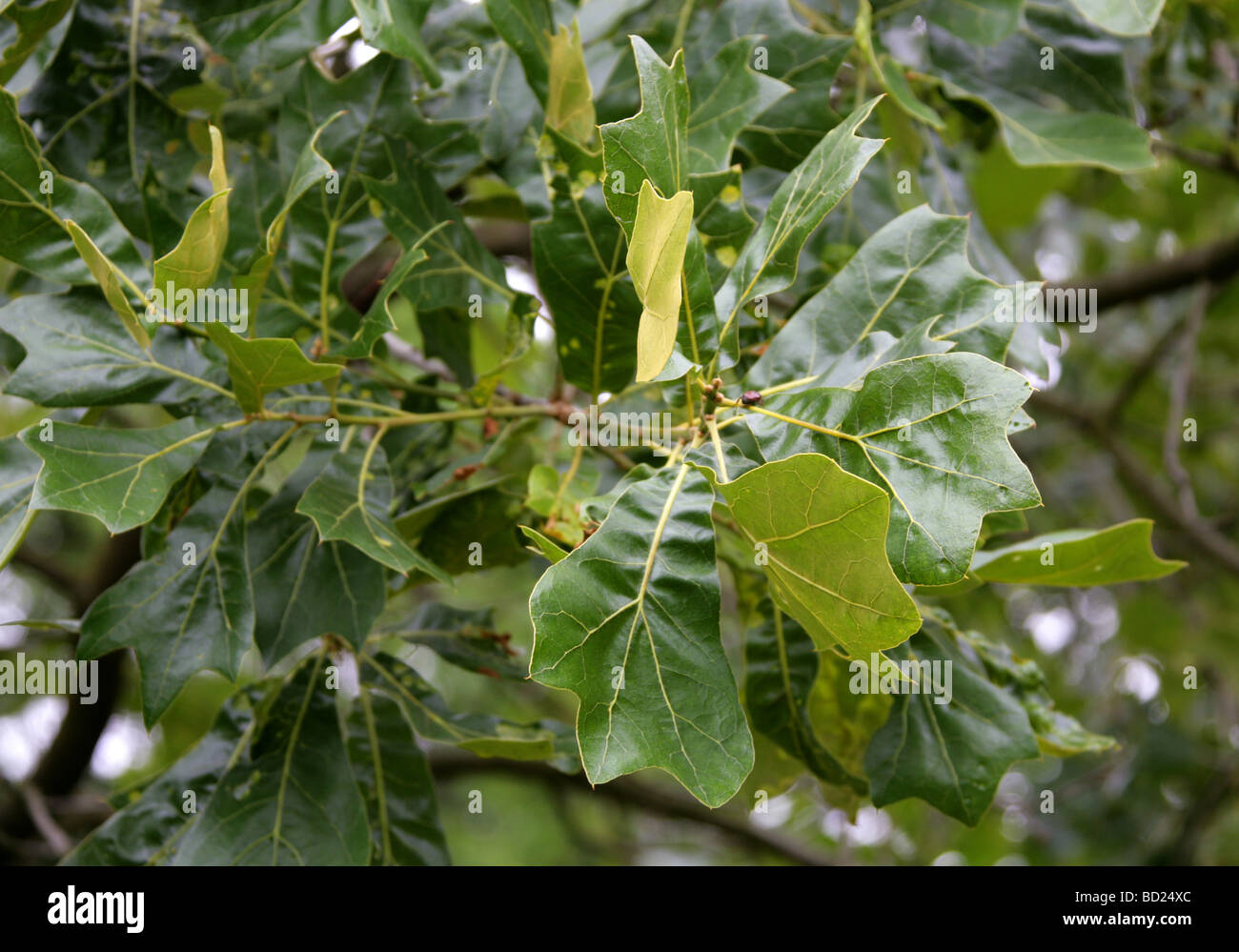 Black Jack o Blackjack Oak Tree foglie, Quercus marilandica, Fagaceae, Nord Est USA, America del Nord Foto Stock