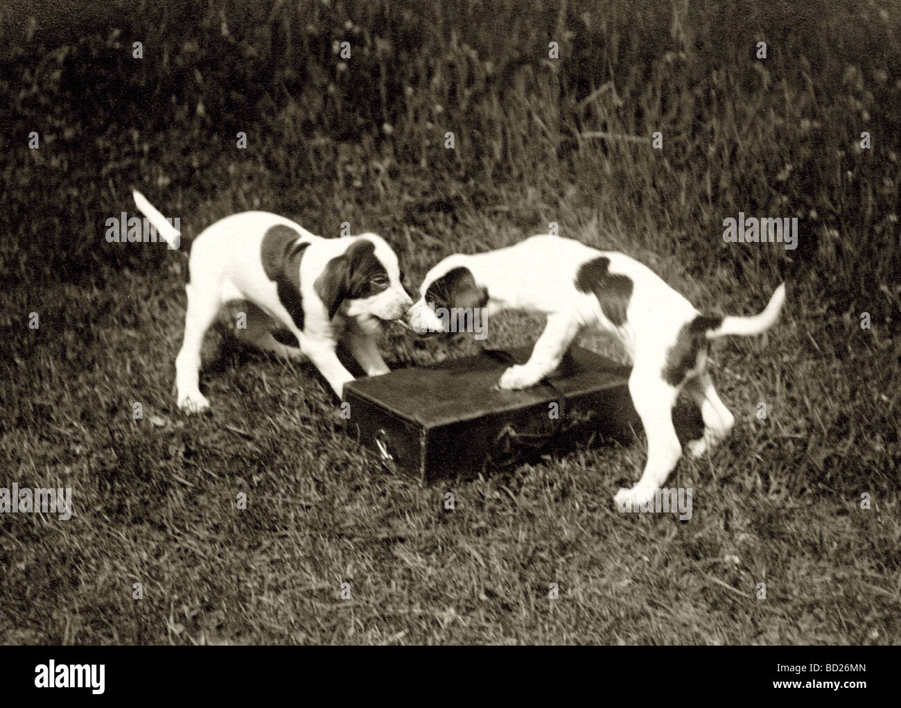 Due Cuccioli Tussling su alimenti Foto Stock