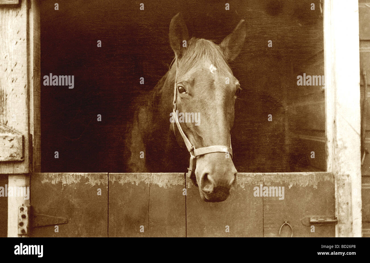 Cavallo guardando fuori della porta della stalla Foto Stock