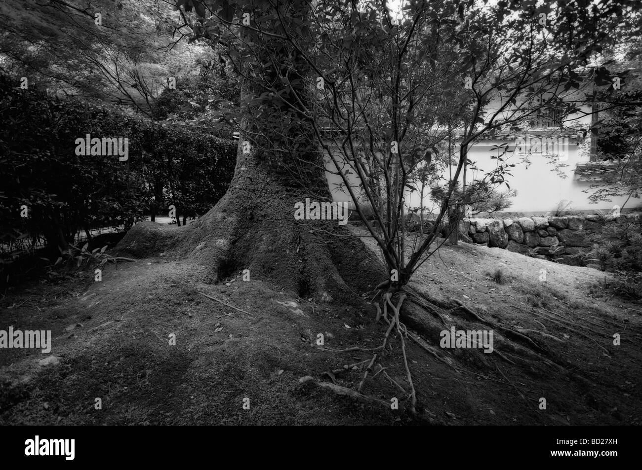 Giardino giapponese all'ingresso Ryoan-ji (il Tempio di pacifica Dragon). Il protocollo di Kyoto. Kansai (aka Kinki) regione. Giappone Foto Stock