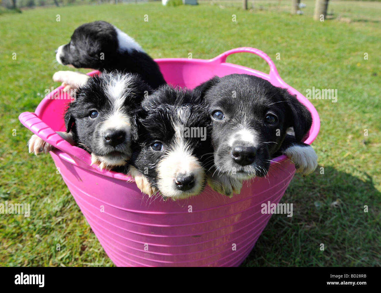 Il bambino di 5 settimane di età Collie Kelpie cuccioli Foto Stock