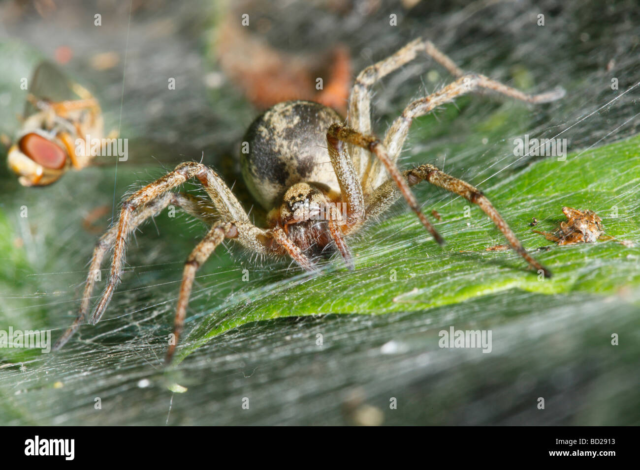 Agelena labyrinthica , Spider a labirinto nella parte anteriore del suo nido Foto Stock